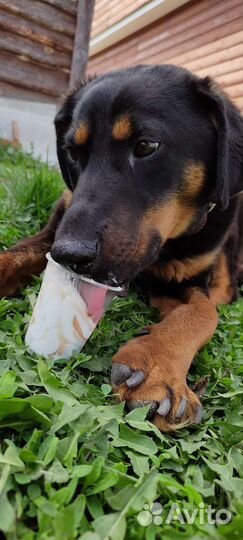 Собака в добрые руки