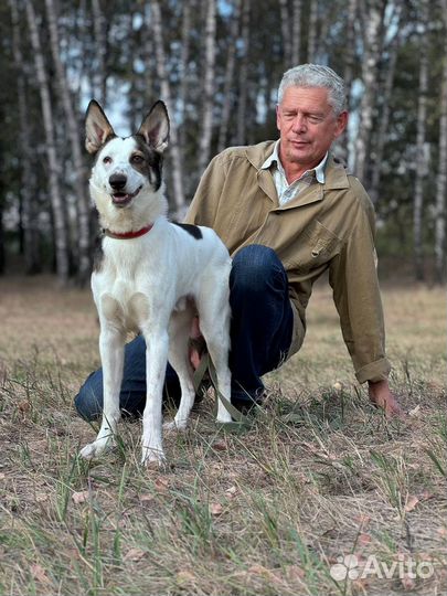 Собака в добрые руки