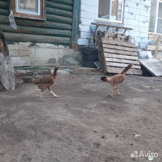 Бойцовский петух