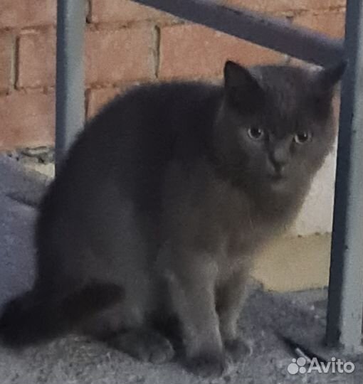 Кот ищет дом