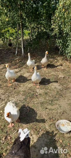 Гуси трёхмесячные, Линда и Серый уральский