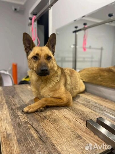 Собака Пуся