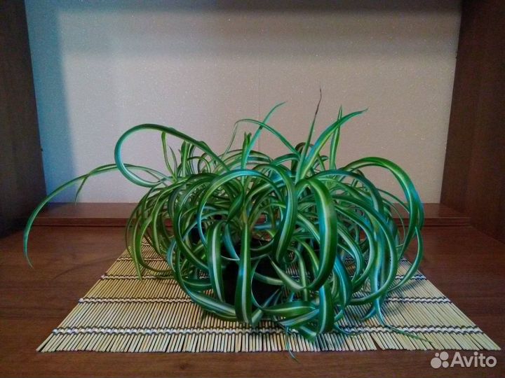 Хлорофитум Бонни