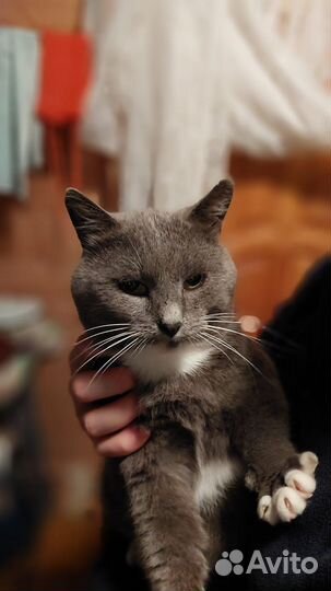 Отдам кота