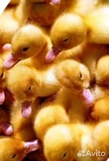 Цыплята утята бройлер