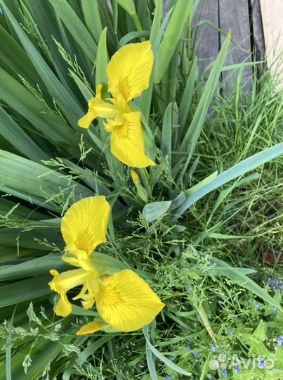 Ирис желтый