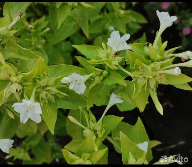 Семена цветов Ночная Зорька (мирабилис)