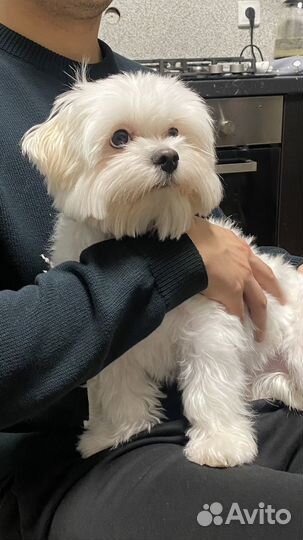 Мальтипу вязка