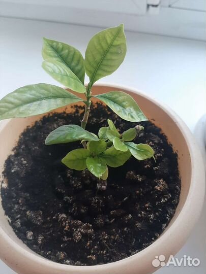 Гардения жасминовидная