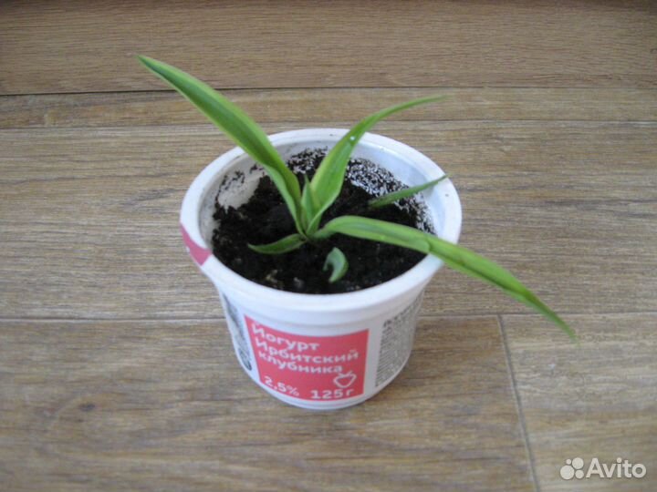 Комнатные цветы