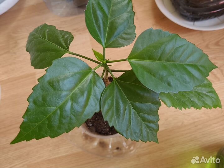 Китайская роза