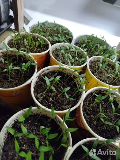 Рассада перца