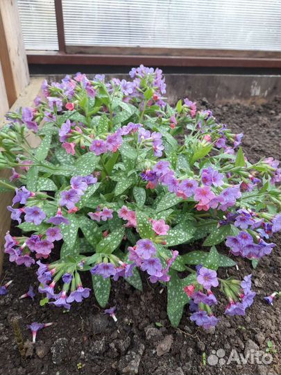 Луки, медуница, примула, клематис, хосты