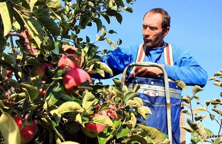 Сборщик яблок на сезон
