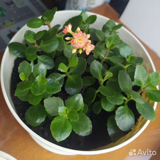 Каланхоэ (оранжевый)