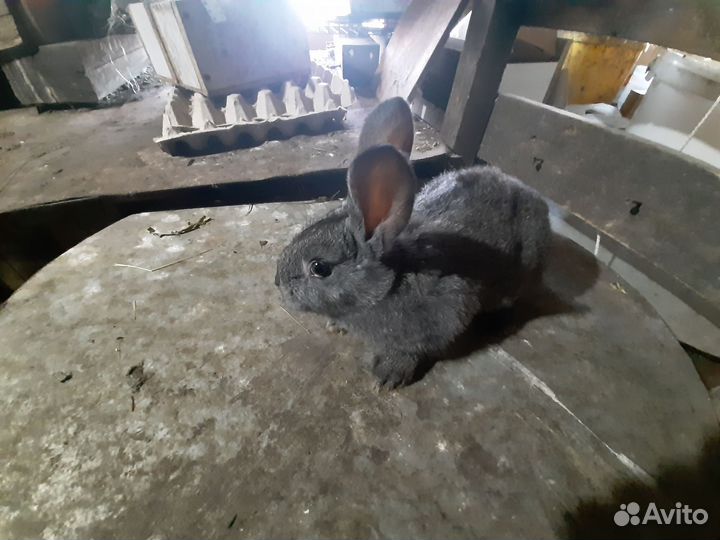Кролики Серый великан