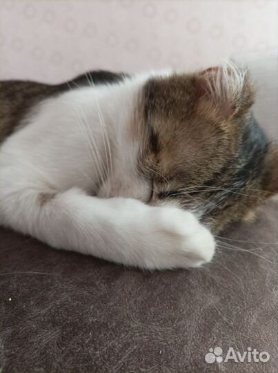 Тимка - Тимоша