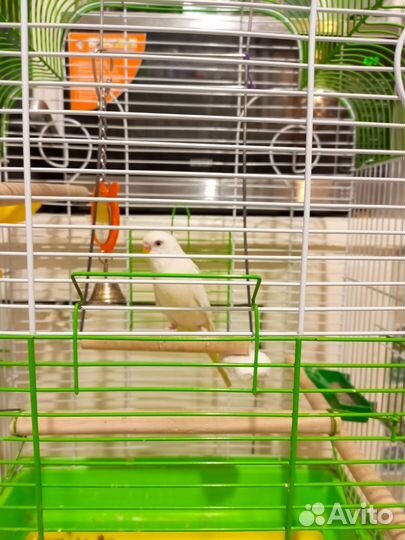 Волнистый попугай с клеткой