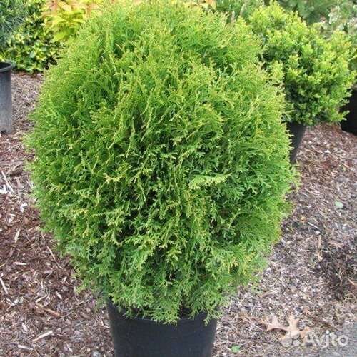 Туя Литлл Гиант