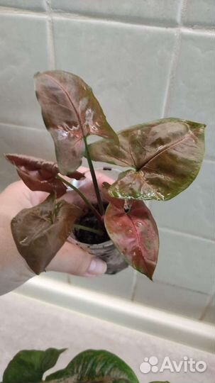 Растения для кашпо, лизимахия,ипомея,каллизия