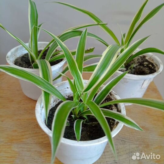 Хлорофитум хохлатый и кудрявый Бонни