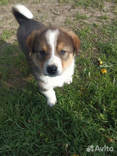 Собаки щенки бесплатно