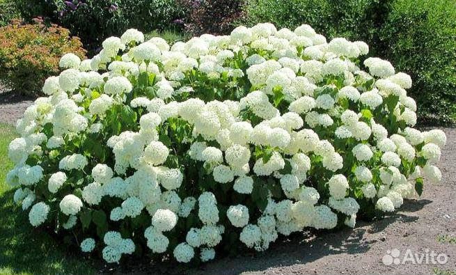 Гортензия древовидная Анабель саженцы