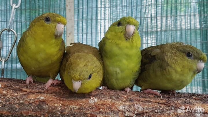 Толстоклювый попугай Катерины