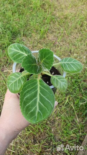 Глоксинии, 2 сорта