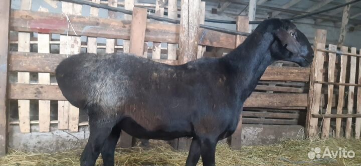 Племенные бараны