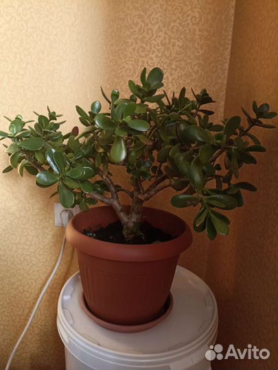 Крассула толстянка