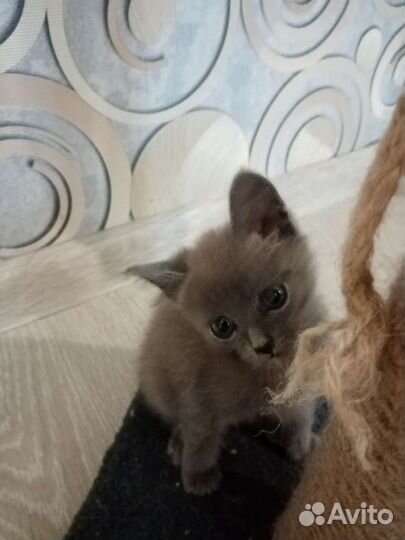 Котёнок в дар