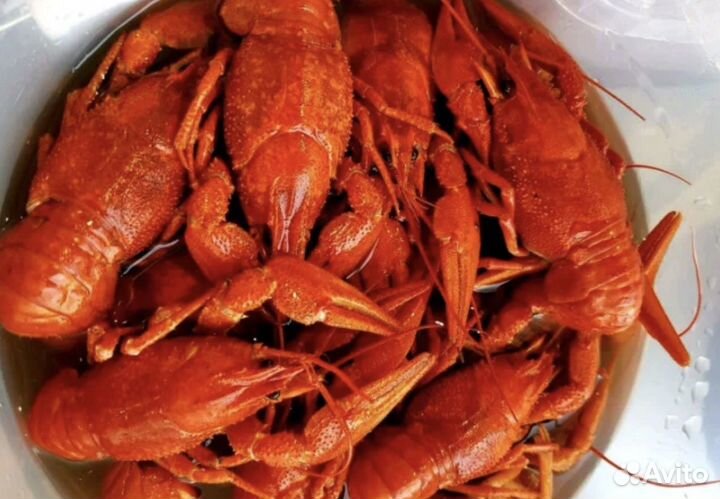 Раки кубанские живые