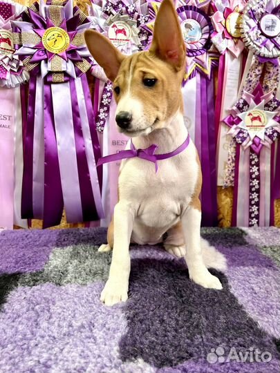 Басенджи девочка 4 мес