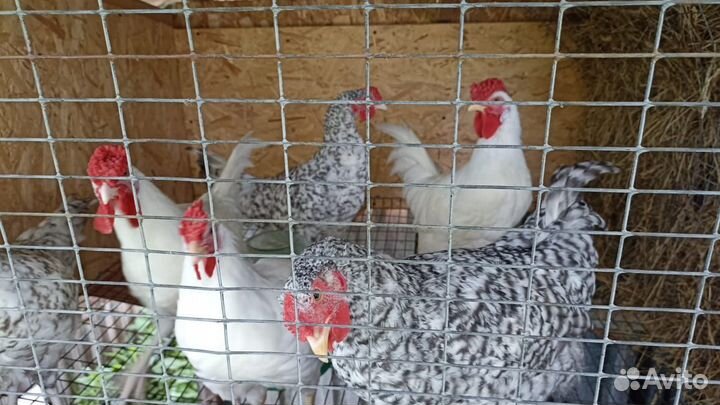 Молодые петухи