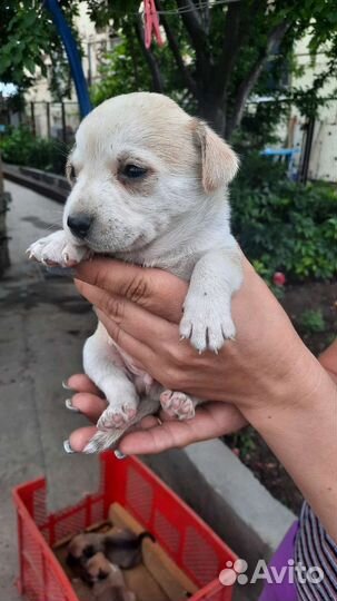 Щенки порода пинчер