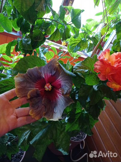 Флоридские сортовые гибискусы