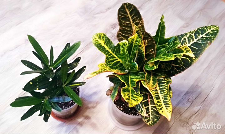 Кротон-кодиеум, фикус, хедера, эпипремнум