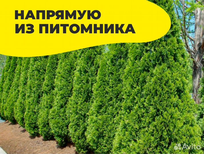 Туя смарагд