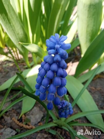 Луковицы мускари