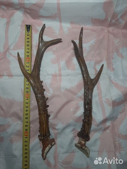Рога оленя