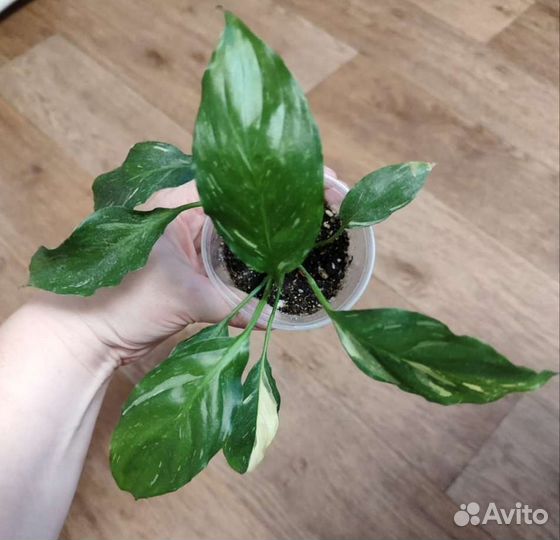 Спатифиллумы сортовые 1