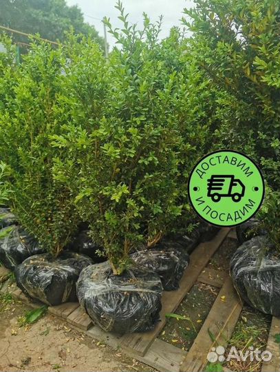 Самшит куст