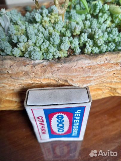 Суккуленты