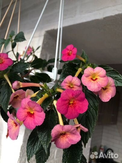 Ахименес ice tea