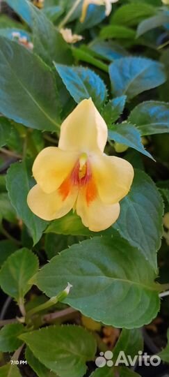 Жёлтый орхидейный бальзамин экзот