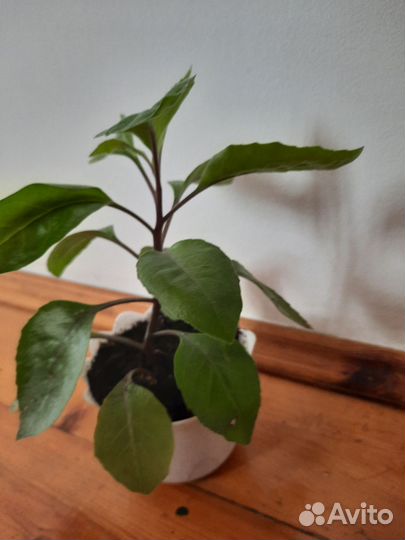 Джанура лечебный цветок