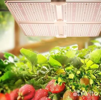 Фитолампа quantum board полный спектр 250 Вт