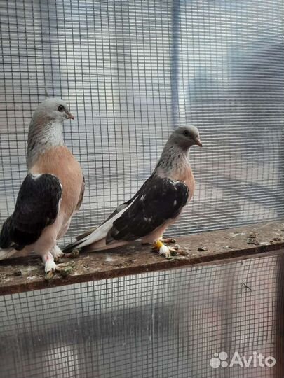 Голуби турецкая такла