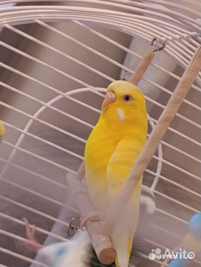 Волнистый попугай с клеткой